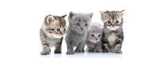 photo de 4 chatons