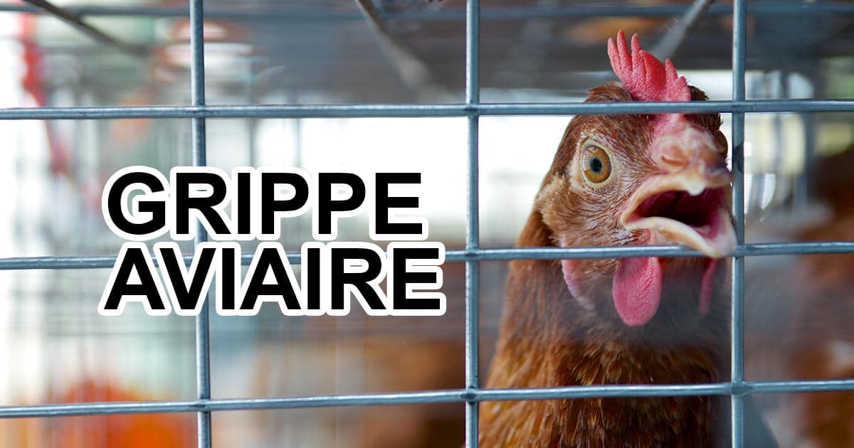 grippe avaire